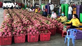 Hàng xuất khẩu gặp khó trước "hàng rào" điều tra phòng vệ thương mại