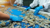 Xuất khẩu tôm Việt sang Mỹ chững lại vì thuế 20%