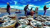 Thúc đẩy tiêu thụ thủy sản nội địa để cân bằng phát triển