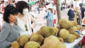 Phép thử cho trái sầu riêng xuất khẩu