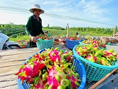 Xuất khẩu chính ngạch là con đường tất yếu cho nông sản Việt
