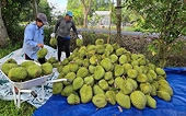 Sầu riêng và bài kiểm tra ngôi vương xuất khẩu