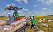 Linh hoạt gỡ khó trong xuất khẩu gạo