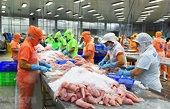 Xuất khẩu cá tra tăng trưởng 10% trong 8 tháng, thị trường CPTPP và ASEAN bứt phá