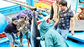 Nhiều sản phẩm thủy sản có nguy cơ bị cấm xuất sang Mỹ: Siết kiểm soát nguồn gốc hải sản đánh bắt