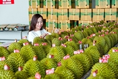 Mở rộng thị trường và gia tăng sức cạnh tranh cho xuất khẩu nông sản