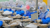 Xuất khẩu tôm sang EU có thể tăng trưởng 18% trong năm 2025