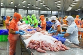 Cá tra Việt Nam tìm động lực mới: Khi Trung Quốc chững lại, CPTPP và Nam Mỹ lên ngôi