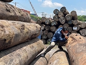 Ứng phó áp thuế mới ngành gỗ: Chủ động nguồn hàng, mở rộng thị trường