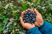 Quả việt quất tươi Ba Lan chính thức được xuất khẩu vào Việt Nam