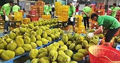 Xuất khẩu đón sóng thị trường tỉ dân