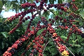 Brazil đe dọa soán ngôi vương cà phê robusta của Việt Nam