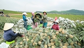Dứa Việt Nam trở thành “ngôi sao mới” trên thị trường xuất khẩu nông sản