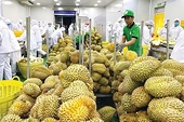 Xuất khẩu sầu riêng tăng gần 130%, doanh nghiệp tăng tốc về đích cuối năm