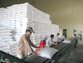 Gạo Việt đi đâu về đâu khi Philippines, Indonesia siết nhập khẩu