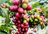 Xuất khẩu cà phê sang Anh tăng mạnh, Việt Nam vươn lên vị trí thứ hai sau Brazil