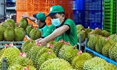 Kiểm nghiệm nghiêm ngặt để bảo vệ uy tín sầu riêng Việt