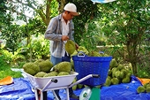 Xuất khẩu sầu riêng có thể chạm mốc 5 tỉ đô la Mỹ trong năm nay
