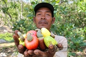 Trung Quốc đột nhiên tăng nhập khẩu điều Việt Nam, các nước Hà Lan, Nhật, Phillipines cũng tranh mua