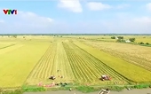 Gạo phát thải thấp của Việt Nam chinh phục nhiều thị trường khó tính