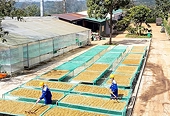 Vượt Mỹ, châu Á thành thị trường nhập khẩu nông sản lớn nhất của Việt Nam