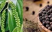 Hồ tiêu của Việt Nam bứt phá mạnh mẽ Xuất khẩu lập kỷ lục mới, hướng tới mốc 1,5 tỷ USD