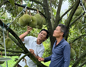 Bảo vệ thương hiệu sầu riêng Việt: Không thể chỉ 'cấm' mà phải 'dạy cách làm mới'