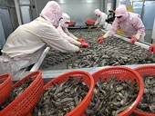 Hoàn thiện chuỗi cung ứng tôm: Chìa khóa mở rộng thị phần xuất khẩu