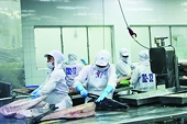 Xuất khẩu cá ngừ sang Israel giảm gần 50%