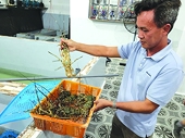 Trung Quốc duy trì vị trí số 1 về nhập khẩu tôm của Việt Nam