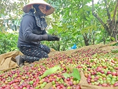 Việt Nam nhập khẩu nhiều nông sản, có đáng lo?