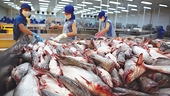 Thuế Mỹ đổi cục diện, cá da trơn Việt Nam có cơ hội mở rộng thị phần