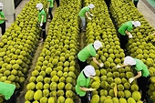 Xuất khẩu sầu riêng cao nhất từ trước đến nay