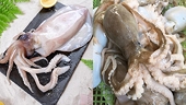 Xuất khẩu mực, bạch tuộc lập kỷ lục nhờ sản phẩm tiện lợi