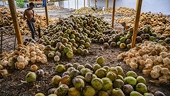 Mỹ miễn thuế với dừa, nông dân Philippines, Việt Nam vẫn gặp khó