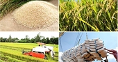 Xuất khẩu gạo giảm nhưng thị trường xuất hiện tín hiệu phục hồi tích cực