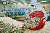 Tôm Việt Nam xuất khẩu sang Mỹ đối mặt áp lực trong năm 2026