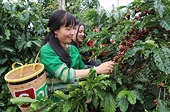 Linh hoạt tận dụng RCEP, tối ưu ưu đãi thuế cho hàng Việt