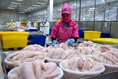 Xuất khẩu cá tra vượt mốc 2 tỷ USD, lo ngại thuế đối ứng Mỹ năm 2026