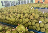 Sáu nước Đông Nam Á cùng bán sầu riêng sang Trung Quốc, Việt Nam ở vị trí thứ mấy?