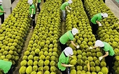 Xuất khẩu rau quả Việt Nam sang Trung Quốc vượt đỉnh 2024
