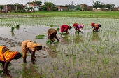 Thái Lan, Việt Nam và Pakistan sắp đón thêm áp lực đối với xuất khẩu gạo