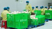 Thích ứng các tiêu chuẩn mới của EU để duy trì xuất khẩu