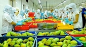 Xuất khẩu rau quả năm 2025 đạt kỷ lục 8,5 tỷ USD