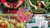 Nông sản Việt giảm mạnh cảnh báo SPS từ EU: Tín hiệu tích cực nhưng chưa thể chủ quan