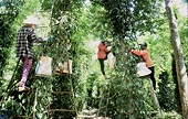 Doanh nghiệp hồ tiêu chuyển hướng sang chế biến sâu