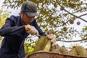Sầu riêng Việt có thể vượt Thái Lan tại Trung Quốc, nhưng...