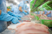 Thủy sản Việt vượt bão nhờ FTA: Khi CPTPP, EU và RCEP bù đắp tăng trưởng