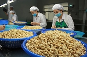 Hạt điều Việt Nam gia nhập “câu lạc bộ 5 tỷ USD”