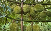 Xuất khẩu rau quả sang Trung Quốc cao kỷ lục
